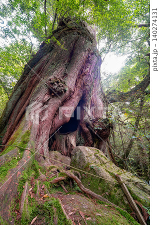 二代大杉屋久杉 島の生き証人 屋久島白谷雲水峡(春 二代大杉屋久杉 島の生き証人 屋久島白谷雲水峡(春 140274131