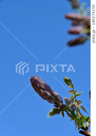 快晴の青空の下で背景の蕾を美しくぼかしてクローズアップした藤の花の蕾 140274150