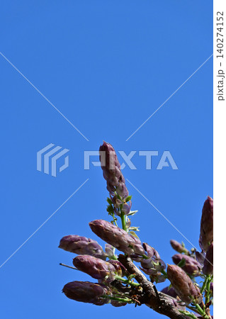 快晴の広大な青空に向かってまっすぐ伸びる開花直前の藤の花の蕾 快晴の広大な青空に向かってまっすぐ伸びる開花直前の藤の花の蕾 140274152