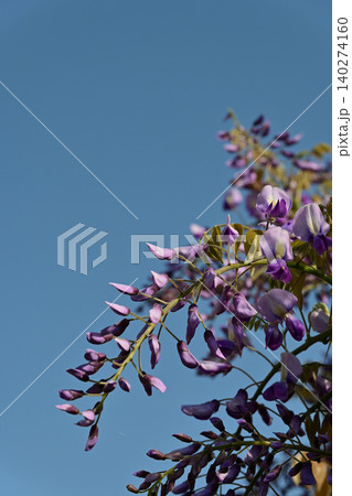 強い朝日に照らされて深みのある青空に美しく開花し始めた藤の花 140274160