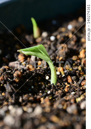 プランターの土からみずみずしく発芽した家庭菜園のみょうがの新芽 140274161