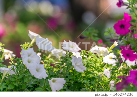 White petunia flowers blooming sunlight lush green foliage colorful floral background creating fresh vibrant peaceful garden atmosphere White petunia flowers blooming sunlight lush green foliage colorful floral background creating fresh vibrant peaceful garden atmosphere 140274236