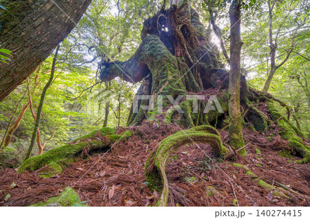 二代大杉屋久杉 島の生き証人 屋久島白谷雲水峡(春 二代大杉屋久杉 島の生き証人 屋久島白谷雲水峡(春 140274415