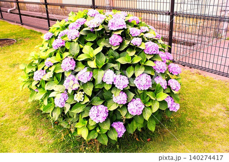 薄いピンク色の紫陽花 薄いピンク色の紫陽花 140274417