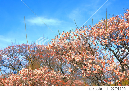 梅の花 5 140274463