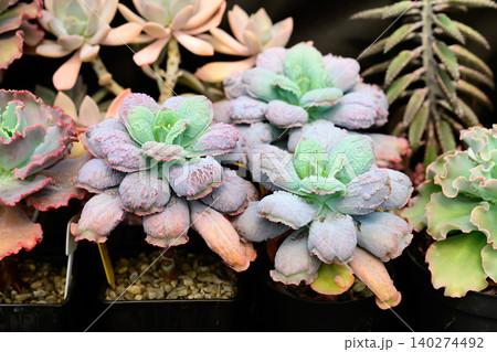 Assortment of potted succulent plants including echeveria linguas and kalanchoe tomentosa grows in pots on dark background Assortment of potted succulent plants including echeveria linguas and kalanchoe tomentosa grows in pots on dark background 140274492