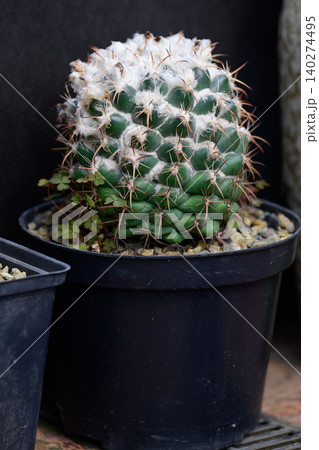 Potted cactus mammillaria polythele with white woolly tufts and sharp spines grows in plastic black flowerpot Potted cactus mammillaria polythele with white woolly tufts and sharp spines grows in plastic black flowerpot 140274495