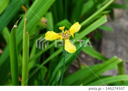 Close up of one yellow trimezia martinicensis flower blooming with long green leaves in botanical garden in Macau Close up of one yellow trimezia martinicensis flower blooming with long green leaves in botanical garden in Macau 140274507