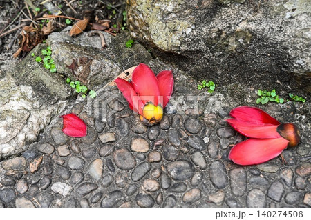 Fallen red bombax ceiba cotton tree flowers on traditional stone pebble pavement in public park during spring in Macau China Fallen red bombax ceiba cotton tree flowers on traditional stone pebble pavement in public park during spring in Macau China 140274508