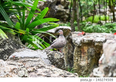 One spotted dove streptopelia chinensis bird perched on stone rock surrounded by green tropical plants in park in Macau China 140274509