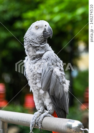 Close up portrait of one grey parrot psittacus erithacus sitting on metal handrail against bright green foliage background in Macau Close up portrait of one grey parrot psittacus erithacus sitting on metal handrail against bright green foliage background in Macau 140274510
