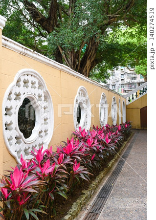 Beautiful traditional Chinese leak windows in yellow wall with pink plants and big banyan tree at Lou Lim Ioc Garden in Macau travel destination 140274519