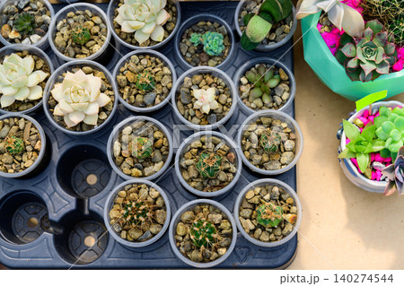 Top view of potted succulent plants and small cacti in plastic pots arranged in seedling tray at flower market Top view of potted succulent plants and small cacti in plastic pots arranged in seedling tray at flower market 140274544