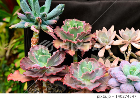 Assortment of potted succulent plants including echeveria neon breakers and graptopetalum paraguayense on dark background 140274547