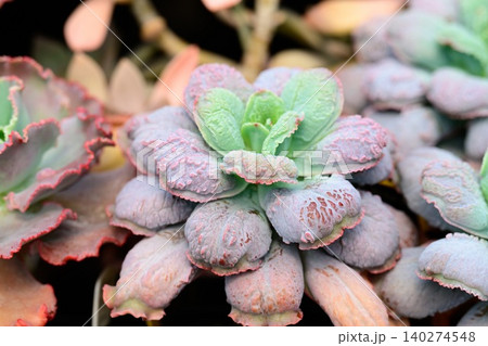 Potted succulent plant echeveria linguas with bumpy purple and green rosette leaves grows surrounded by other plants 140274548