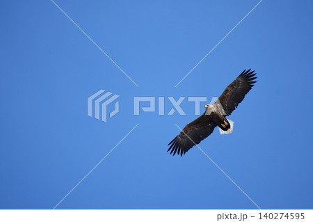 頭上で羽を広げたオジロワシと青空 頭上で羽を広げたオジロワシと青空 140274595