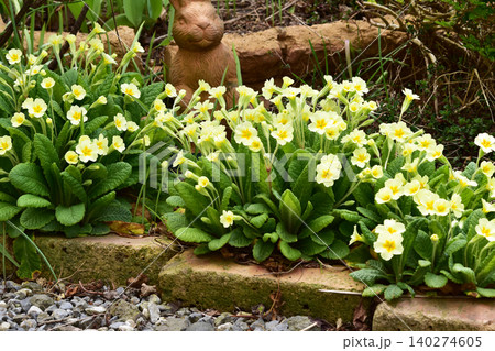 庭の花壇のプリムラ 庭の花壇のプリムラ 140274605