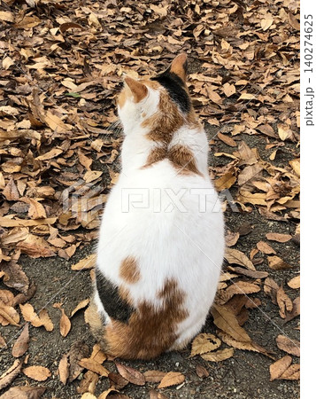 三毛猫 三毛猫 140274625