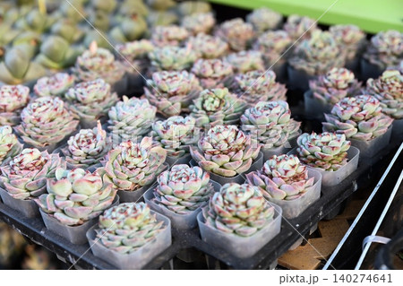 A close up full frame view captures rows of small potted echeveria elegans succulent plants for sale at the Flower Market in Hong Kong 140274641