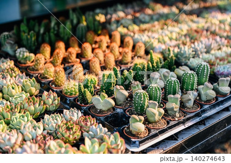A variety of mini potted cactus lithops and echeveria succulent plants on a shop display shelf under warm light at Flower Market in Hong Kong A variety of mini potted cactus lithops and echeveria succulent plants on a shop display shelf under warm light at Flower Market in Hong Kong 140274643