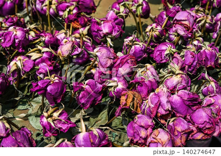 Withered purple rose flowers rosa with dry petals and faded leaves create sad gloomy dead floral background close up 140274647