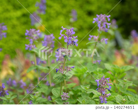 紫色のバーベナの花 紫色のバーベナの花 140274651