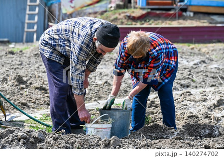 Russian elderly couple takes sprouted potato tubers from bucket planting them into ground during spring vegetable gardening season in rural village Russian elderly couple takes sprouted potato tubers from bucket planting them into ground during spring vegetable gardening season in rural village 140274702