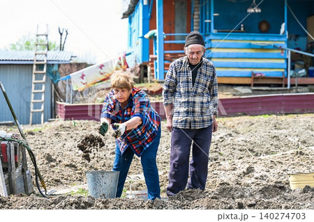 Russian elderly woman throws manure fertilizer into ground from bucket while her husband stands nearby during spring potato planting in rural village 140274703