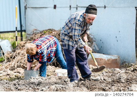 Russian elderly couple works together in vegetable garden husband chops soil with hoe while wife takes potato tubers from bucket for planting in village 140274704
