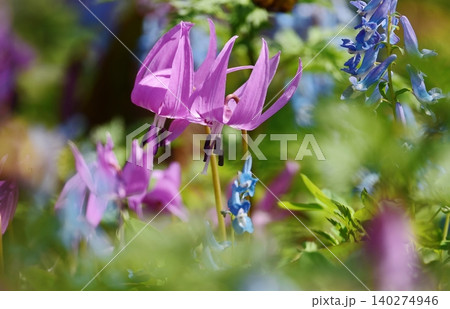 華麗に咲くカタクリの花 140274946