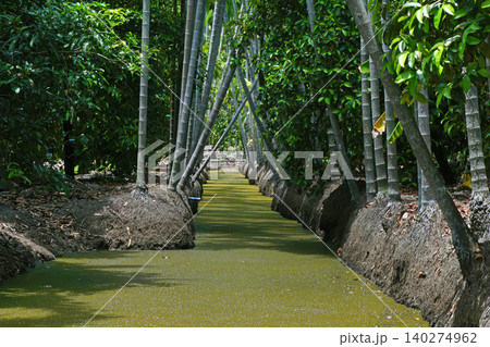 areca trees at groove canal areca trees at groove canal 140274962