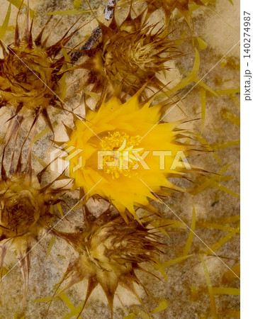 Yellow cactus flower blooming with thorny buds Yellow cactus flower blooming with thorny buds 140274987