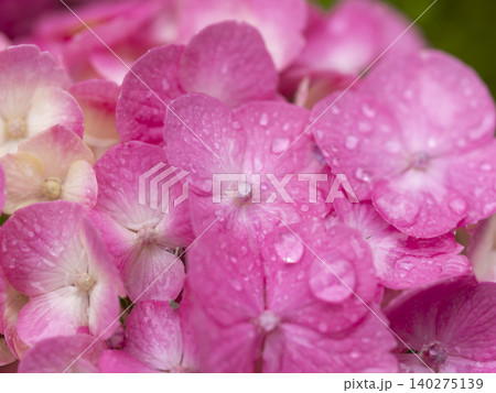 雨に濡れた紫陽花のクローズアップ 140275139