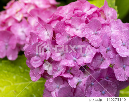雨に濡れた紫陽花のクローズアップ 140275140
