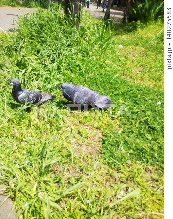 鳩のカップル 鳩のカップル 140275583