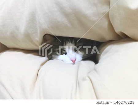 見つめる子猫 見つめる子猫 140276229