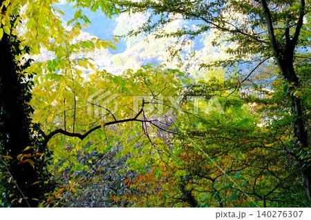 【神奈川県】森の中で輝く紅葉 140276307