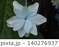 八重咲紫陽花一つ 140276937