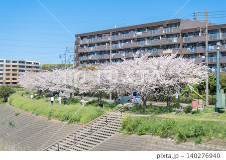 春の青空と矢上川沿いの桜を楽しむ人々とマンション 春の青空と矢上川沿いの桜を楽しむ人々とマンション 140276940