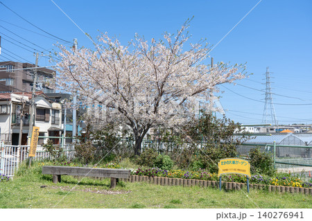 春の青空と桜が咲くたかの大橋ガーデン 春の青空と桜が咲くたかの大橋ガーデン 140276941