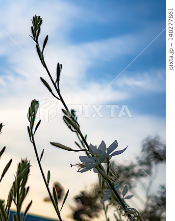 青空に向かって咲く白いガウラの花 白蝶草の可憐な蕾と爽やかな夏空 140277861
