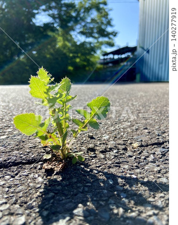 アスファルトの隙間から芽吹く野草 朝日に輝く生命力の風景｜企業広告・採用資料・成長と挑戦イメージ 140277919