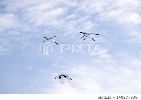 雲のある空を舞う3羽の丹頂鶴 雲のある空を舞う3羽の丹頂鶴 140277939
