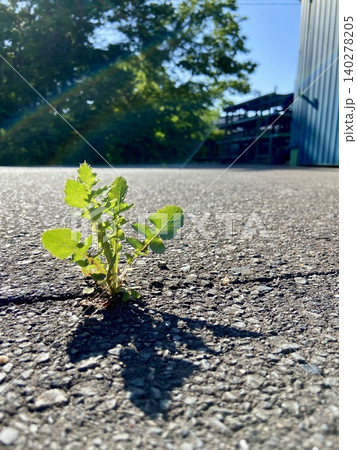 アスファルトの隙間から芽吹く野草 引き構図 朝日に輝く生命力の風景|企業広告・SDGs・環境記事 アスファルトの隙間から芽吹く野草 引き構図 朝日に輝く生命力の風景|企業広告・SDGs・環境記事 140278205