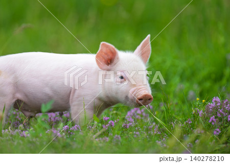 A young, pink piglet stands curiously amidst a field of lush green grass and delicate purple clover flowers A young, pink piglet stands curiously amidst a field of lush green grass and delicate purple clover flowers 140278210