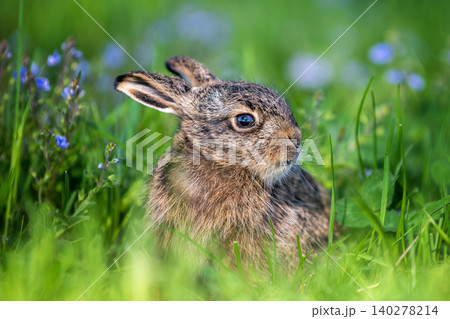 Young wild hare sitting among green meadow grass 140278214