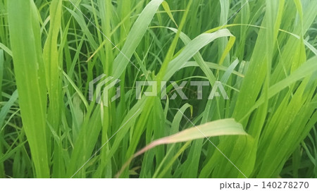 green grass in the rice field 140278270