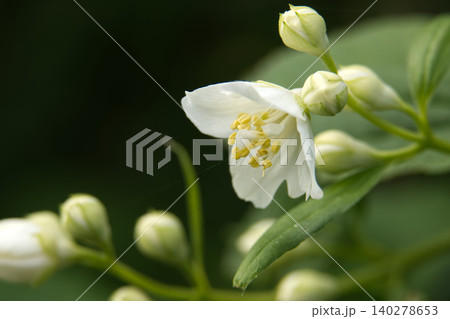 Delicate white jasmine flower with yellow stamen and unopened buds in soft focus Delicate white jasmine flower with yellow stamen and unopened buds in soft focus 140278653