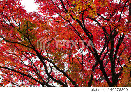 真っ赤な楓の紅葉 140278800
