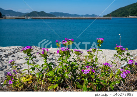 港の岸壁に咲くハマナデシコの花 港の岸壁に咲くハマナデシコの花 140278988